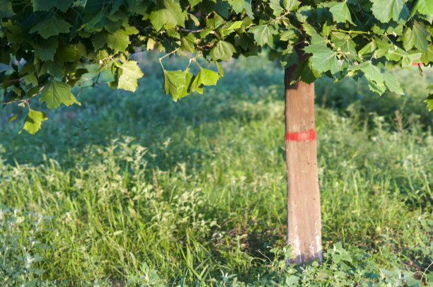 薄的树干图片下载
