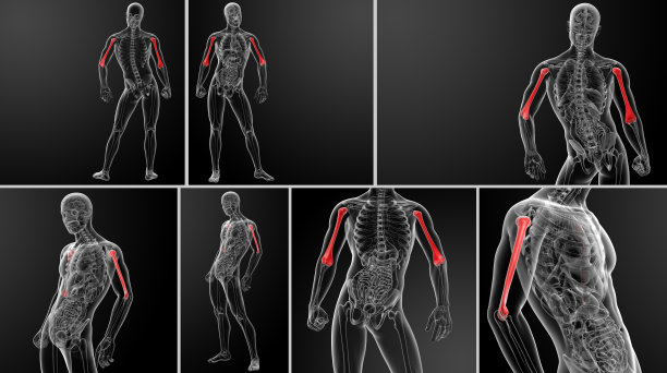 肱骨的3d渲染图片下载
