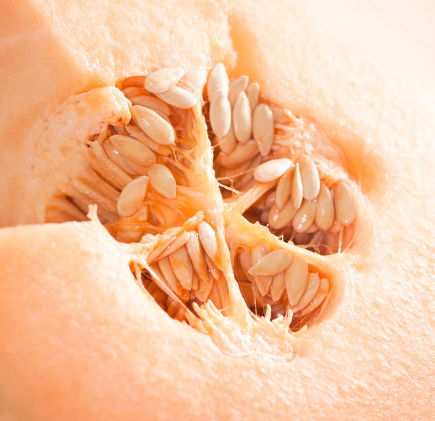 生Pumkin图片下载