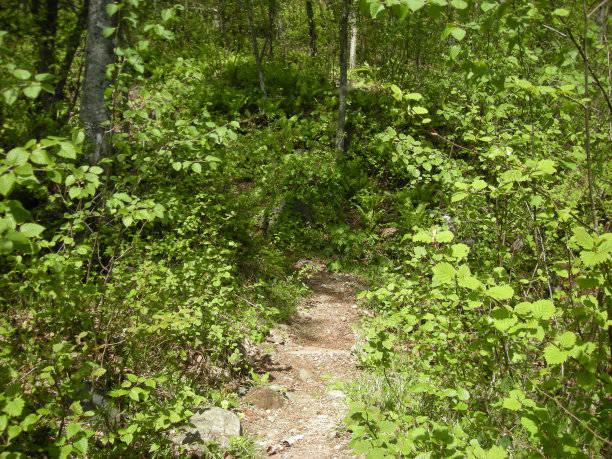 森林的路径图片下载