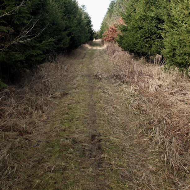 杂草丛生的森林追踪图片下载