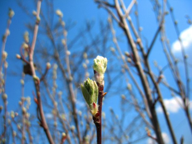 发芽的植物图片下载
