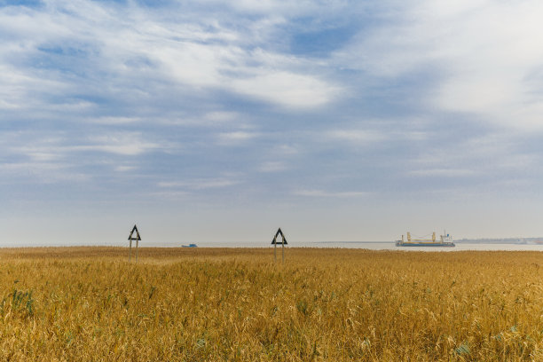 崇明岛上生长的芦苇素材图片
