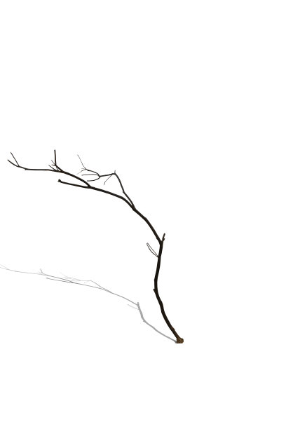 冬季树的树干图片下载