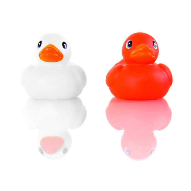 波兰的鸭子图片下载