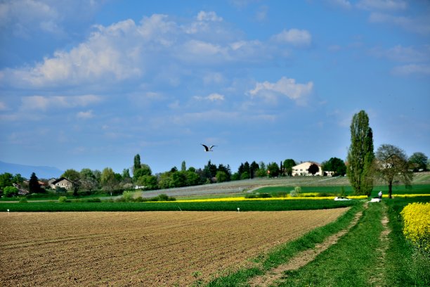 瑞士的乡村景观图片下载