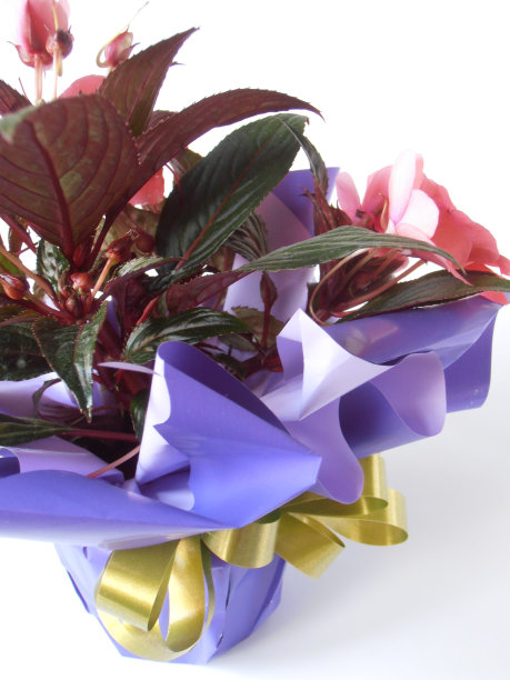 生日花图片下载