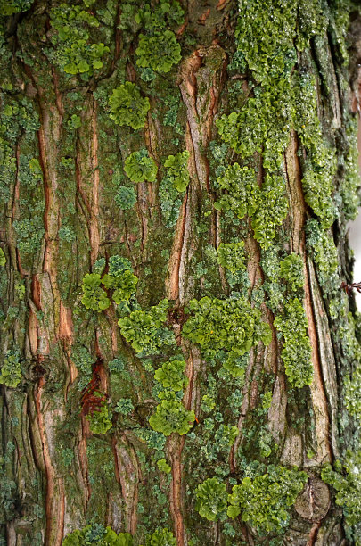 梧桐皮图片下载