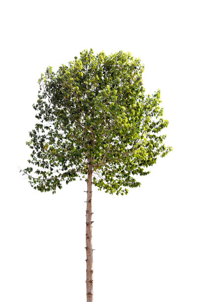 孤立有绿叶的高树图片下载