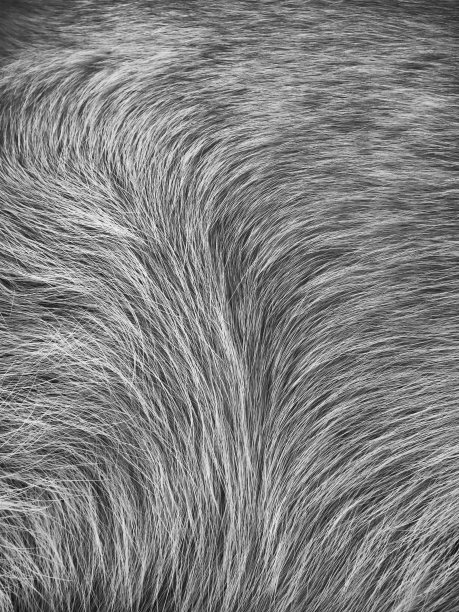 狗的皮毛背景图片下载