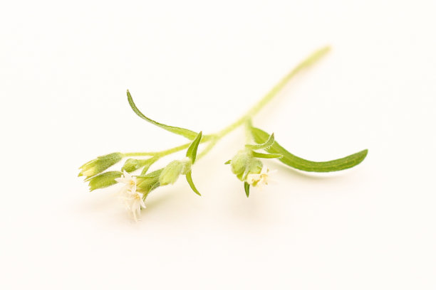 甜菊糖之花图片下载