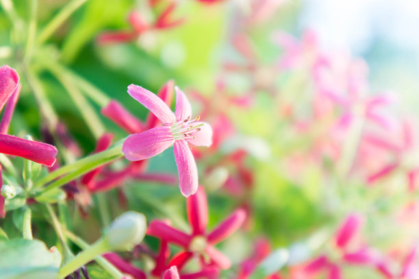 金银花图片素材ID：162201982