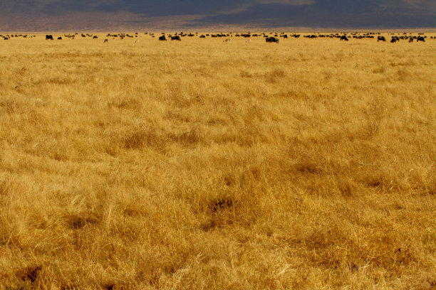 恩戈罗恩戈罗火山口萨凡纳图片下载