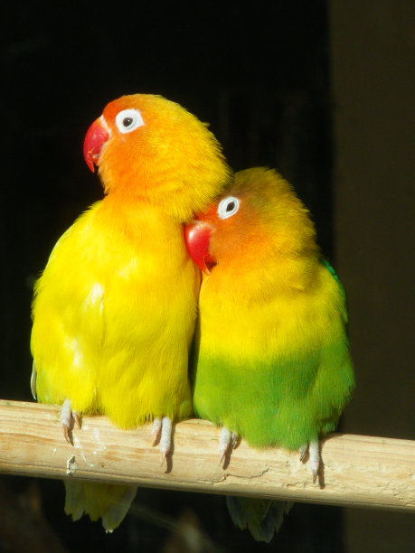 拥抱bridies图片下载