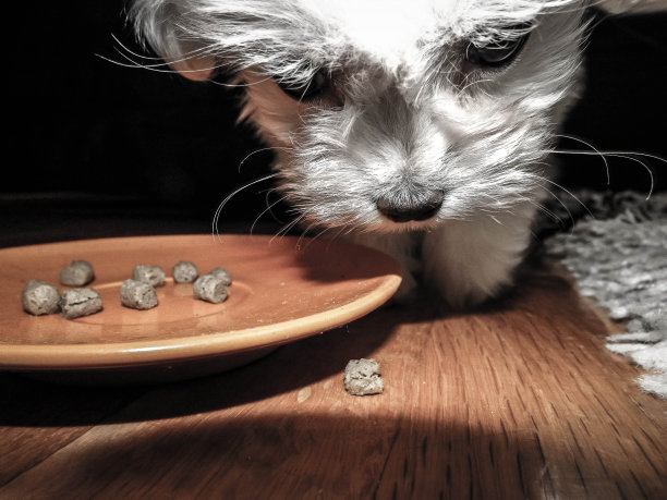 捕捉瞬间图片下载