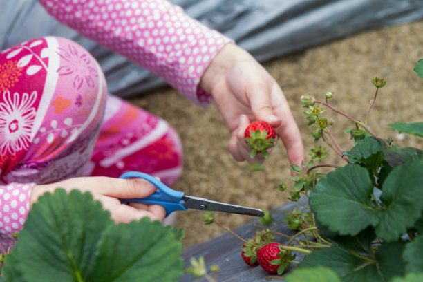 年轻漂亮的女孩在草莓农场采摘水果图片下载