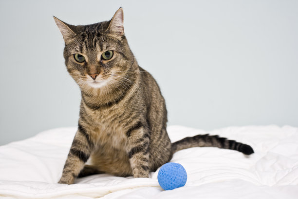 玩球的猫图片下载