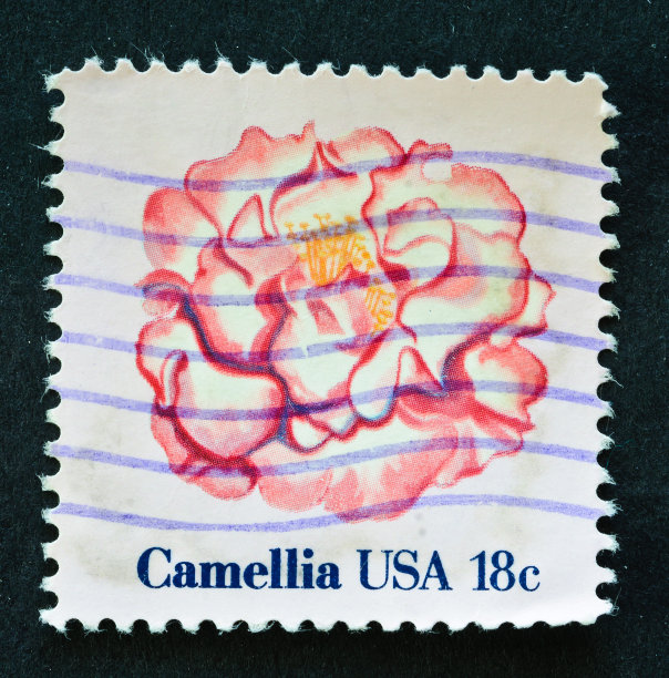 山茶花邮票图片下载