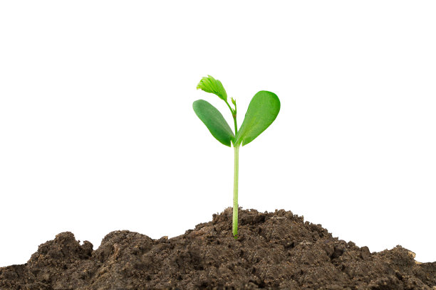 芽从孤立在白色背景的土壤中生长出来图片下载