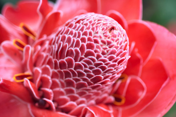 来自丛林的植物火炬生姜，红荆图片下载