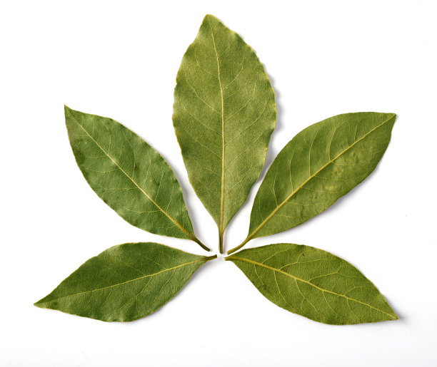 月桂叶孤立图片下载