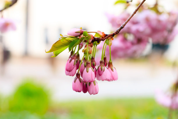 粉红色的樱花盛开图片下载
