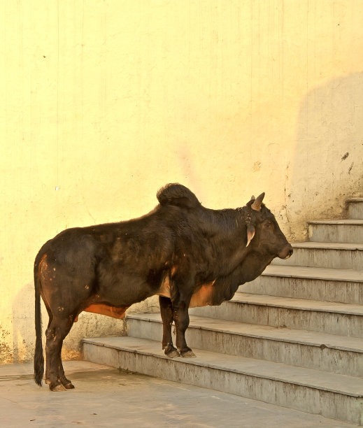 牛在印度图片下载