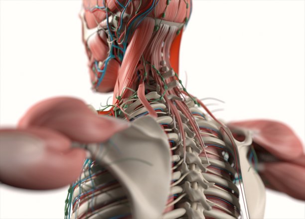 人体解剖学的身体。肌肉，骨骼，血管和神经系统。图片下载