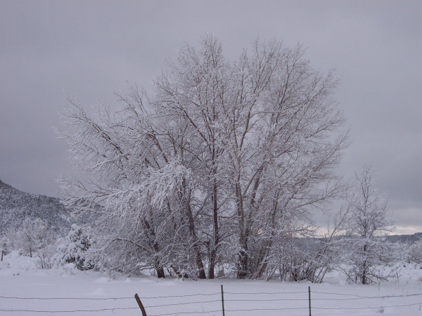 雪覆盖的树木图片下载