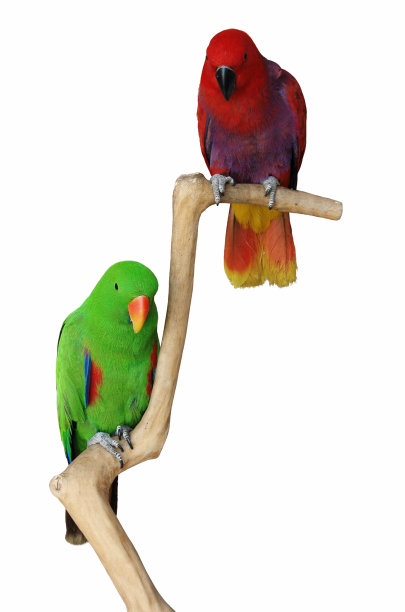 Eclectus鹦鹉一对图片下载