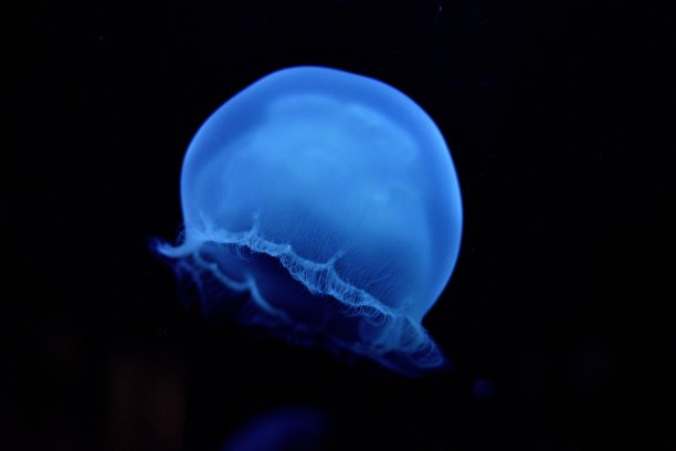 蓝色的水母图片下载