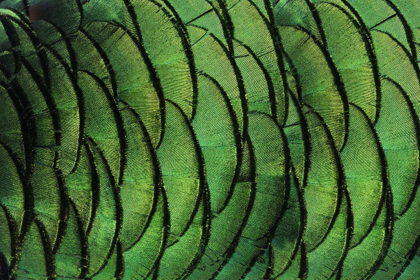 图案多彩的孔雀羽毛图片下载