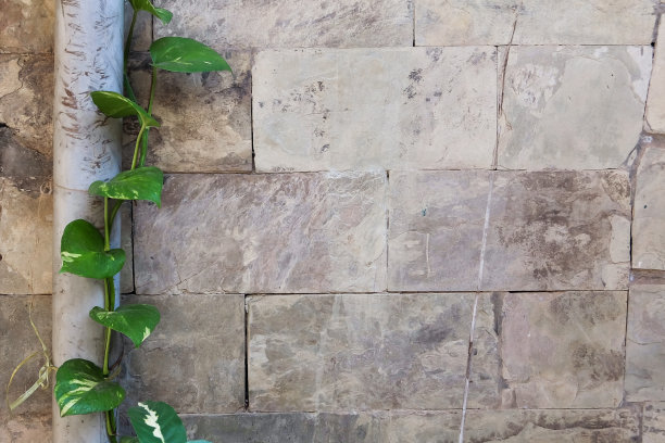 石墙和攀缘植物图片下载