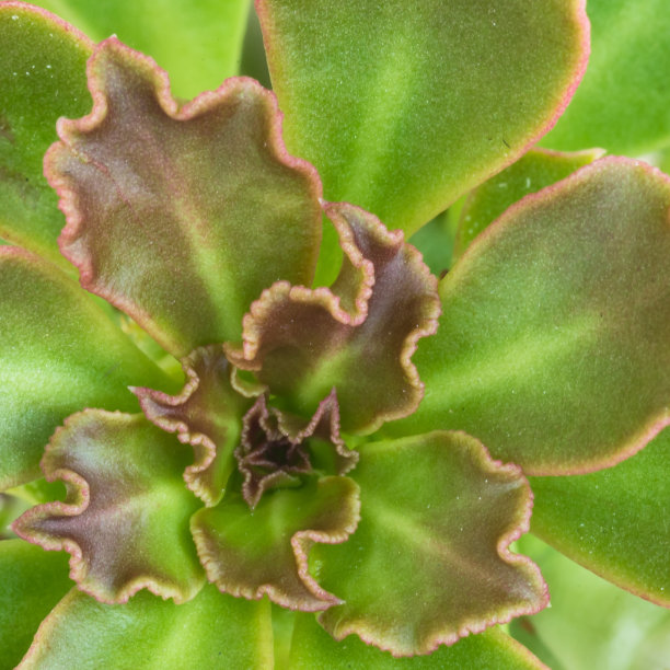 绿色和红色的观赏大麻仙人掌叶，微距拍摄，俯视图图片下载