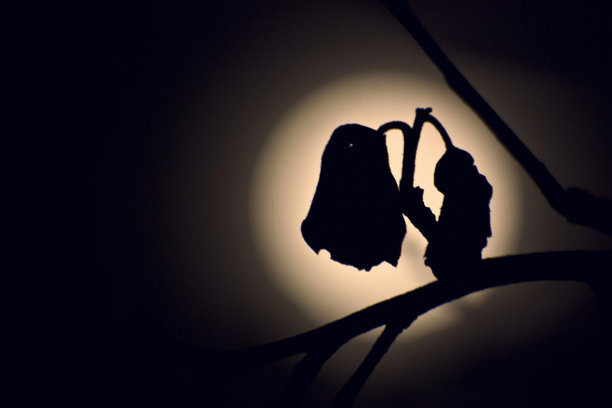 月光下的影子图片下载