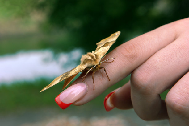 蝴蝶在女人的手指上图片下载