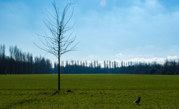 一棵树图片下载
