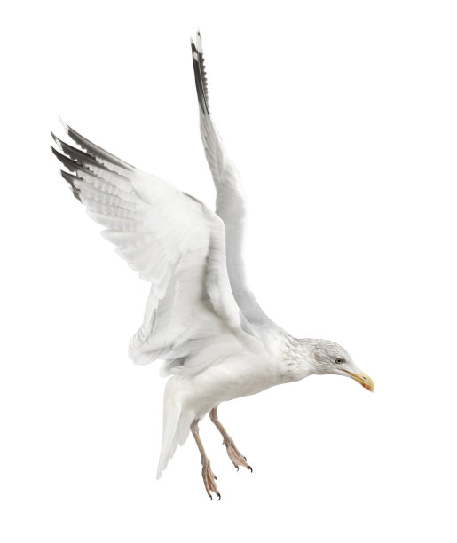 欧洲银鸥，Larus argentatus, 4岁图片下载