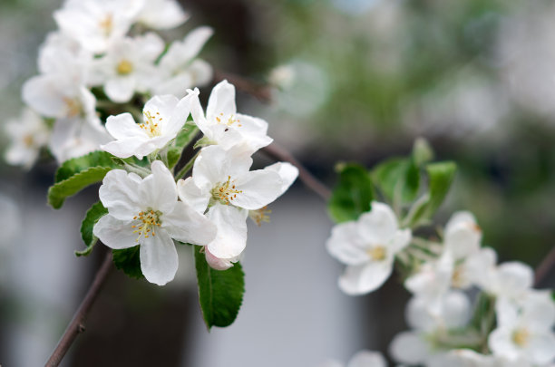苹果树上的花图片下载