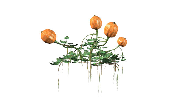 白底上有果实的南瓜图片下载