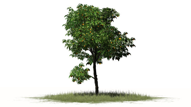 柑桔树，白色背景上有果实图片下载