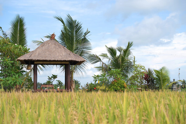 在稻田中间的餐厅图片下载