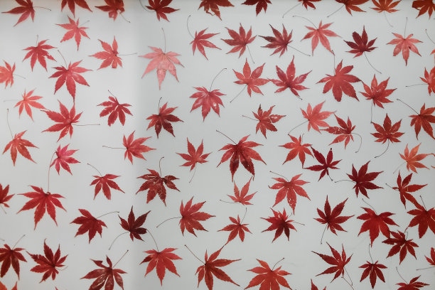 在白纸背景下的假枫叶图片下载
