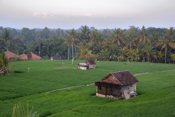 巴厘岛的稻田图片下载