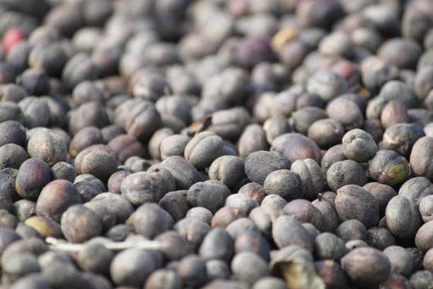 咖啡豆干燥图片下载