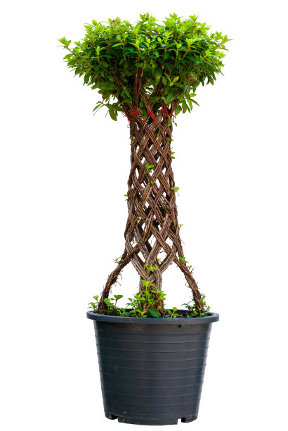 盆景树图片下载