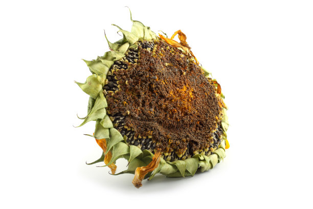 向日葵图片下载