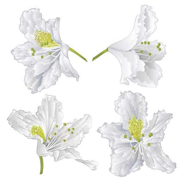 杜鹃花白花矢图片下载