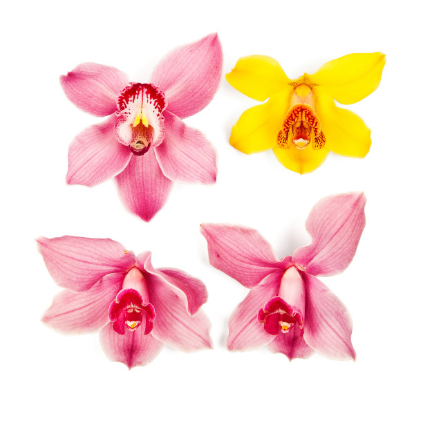 兰花的花图片下载