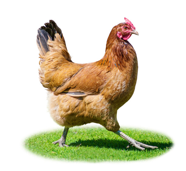 母鸡在绿草地上图片下载